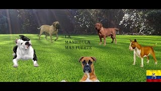 Top 10 Las Mandibulas Mas Fuertes Del Mundo Canino