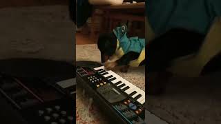 Ce chien est un virtuose du piano 🎹