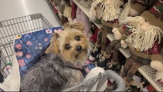 "Rylie's Adorable Shopping Adventure" #yorkies #viralvideo #cute #Rylie