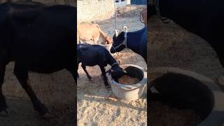 Village life amazing #camel #youtubeshorts #animals #camells #youtubevideos #goat