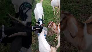 Goats drinking water and playing | ஒற்றுமையின் நண்பன்