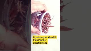 Cryptocoryne Wendtii Pink Panther aquatic plant