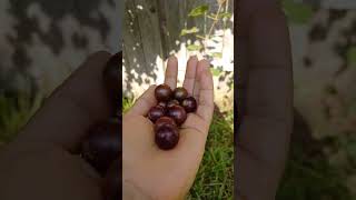 Muscadine  Grapes 2023 #gardening ..Conroe,TX.@patelfamilyhomestead