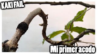 Diospyros kaki mi primer acodo... FAIL