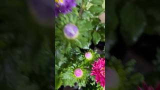 Gorgeous or romantic aster flowers || Home Gardening | #flowers #gardening #youtubeshorts