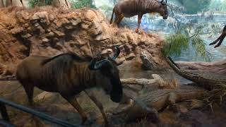 The Africa Exhibit Vol. 2 at The Wonders of Wildlife National Museum Springfield MO