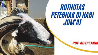 Rutinitas Peternak di Hari Jum'at