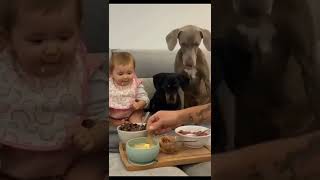 Papai divide comida com filha humana e seus dois filhos cachorros #shorts