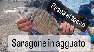 Pesca al tocco! Saragone in canna !!