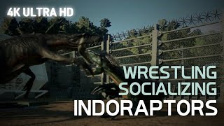 [Jurassic World Evolution 2] Indoraptors Wrestling and Socializing