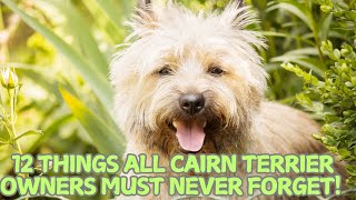 12 Things All Cairn Terrier Owners Must Never Forget! 🐶✨