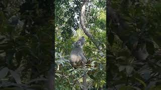 [Mr. Tapir] The sound of a koala courting