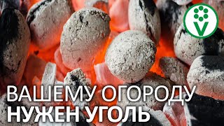 ОДНОЙ ПОДКОРМКИ ХВАТАЕТ НА ВЕСЬ ГОД! Польза древесного угля в огороде