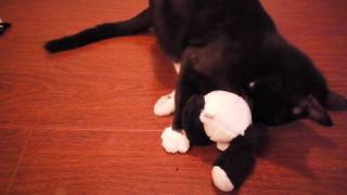 Kitten  Vs. Panda