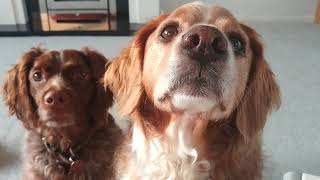 Treat time for my Brittany dogs