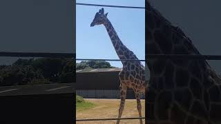 yorkshire wildlife park #giraffe #zoo #nature #animalshorts #UK