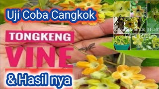 Uji Coba Cangkok Bunga Tongkeng Vine/ Tongkeng Wangi/ Tongkeng Sayur #klanceng  #kelulut