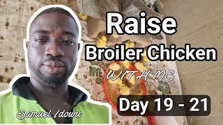 Day 19-21: How to Raise Broiler Chicken at home.