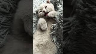 Cute Scottish Fold kitten purring and meowing #shorts