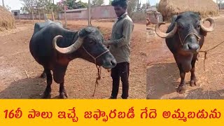 jaffarabadi buffalo for sale |7780596362 | 16లీ పాలు ఇచ్చే గేదె