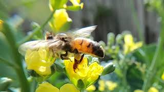 Bees on Broccoli Flowers 240 FPS