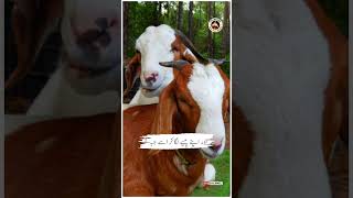 Qurbani short video qurbani status #shortvideo #viralvideo #qurbanistatus