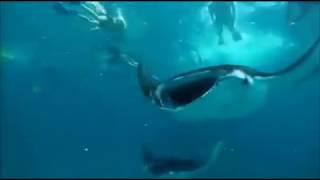 The Manta season is going from strength to strength with regular sightings of 50 plus