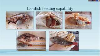 Conservation Conversations: Friday, April 10, 2020. Topic: Lionfish.