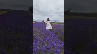 Into the dream world #youtubeshorts #bollywoodsongs #madhuridikshit #london #hitchin #lavendarfarm