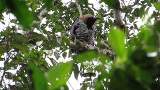 Águila Penachuda | Ornate Hawk-Eagle | Spizaetus ornatus