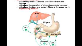 Digestive 2 of 4