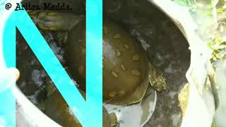 Unexpected Huge Turtles Catch in Our Pond !!! (Viral)  // Spotted by Aritra Medda // Jamui, Sehara.