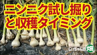 にんにく収穫のタイミングを知る試し掘り。ニンニクの収穫時期を知る方法はいくつかありますが、鱗片の状態がわかる試し掘りがいい！5/5