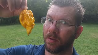 YELLOW 7-POT PRIMO!!! This HUGE pepper had me pacing and crying! 😭🥵