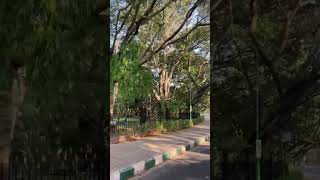 Cubbon Park Bangalore #cubbonpark #bengaluru #placestovisit #youtubeshorts #shorts #trending #csk #r