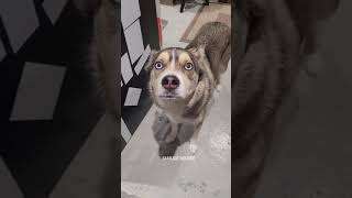 Saarloos Wolf Dog #shorts #youtubeshorts #dog