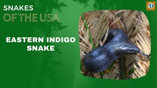 EASTERN INDIGO SNAKE