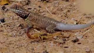 Lizard Fighting with two Scorpion | Scorpion Vs Lizard | 4K