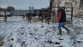 The Cows Got Out! (episode #20) @DairyfarmersCa