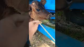 cow🐄 cowbeby #shorts #shortvideo #viral #youtubeshorts #viralshorts #trending #video #boyzofbanaras