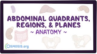 Abdominal quadrants, regions, and planes