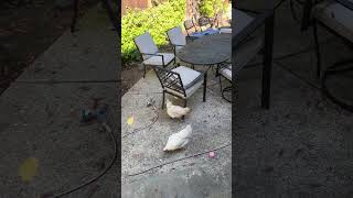 POV you’re a child throwing bread to the chickens