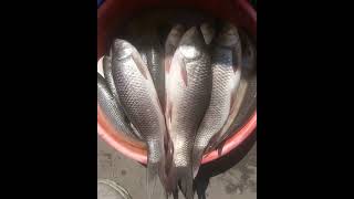 Marino 🐠 Fish market #shorts#viral#ytshorts