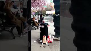 Stockholm cherry blossom season Instagram vs reality Kungsträdgården