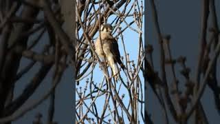 American kestrel #naturelovers #nature #kestrels #kestrel #falcons #falcon 4-9-24