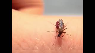 Mosquito drinking blood until they brust 😂🤣