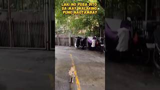 ang laki ng pusa dito sa may PUNO ng balite #shorts #youtubeshorts #amazing #trending #viral