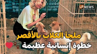 حدث تاريخي بالأقصر... افتتاح أول ملجأ للكلاب في الصعيد 🐕❤️