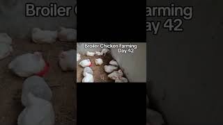 Day 42: Raising Broiler meat Chicken at home #chicken #broilerchickenfarming