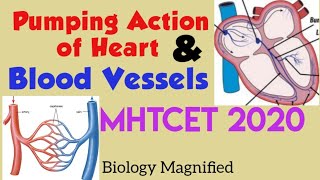 IMP MCQs & Concepts  on Pumping Action of Heart & blood vessels for mhtcet 2020